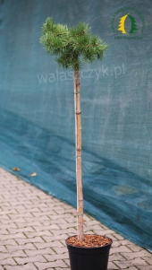Pinus sylvestris 'Hillside Creeper' Pa